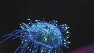 Odhalená tajemství fluorescence (1)