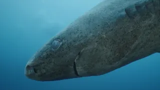 Rekordy v říši zvířat