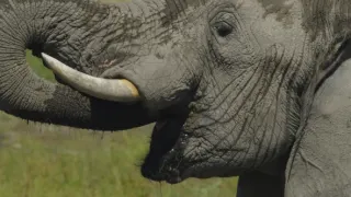 Rekordy v říši zvířat