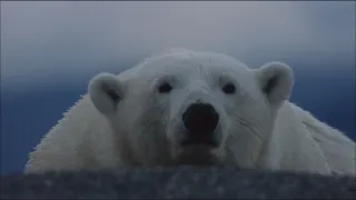 Rekordy v říši zvířat