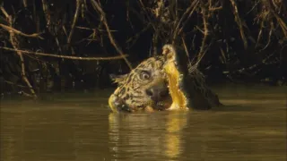 Rekordy v říši zvířat