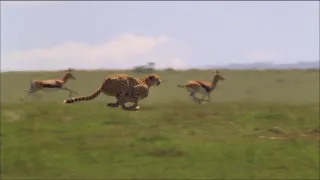 Rekordy v říši zvířat