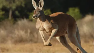 Rekordy v říši zvířat