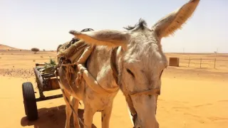 Na cestě po Merojském ostrově