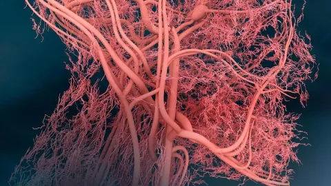 Fascinujúce sociálne siete nášho tela