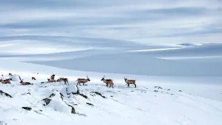 Laponsko: Příběh spících obrů
