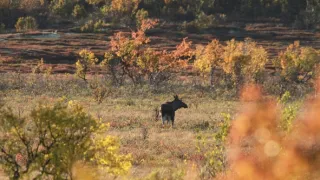 Laponsko: Příběh spících obrů