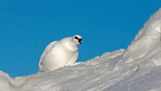 Laponsko: Příběh spících obrů