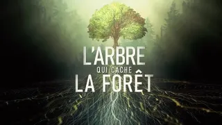 O stromech a lese