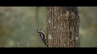 O stromech a lese