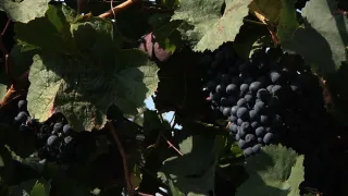 Na cestě po jižním Moldavsku