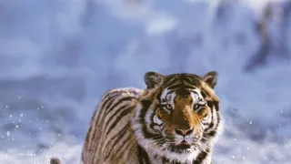 David Attenborough: Život savců (2)