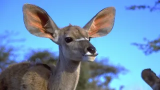 David Attenborough: Život savců (2)