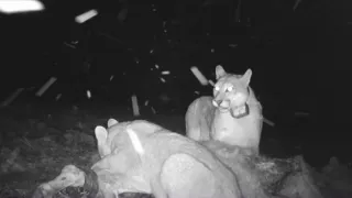 Patagonské pumy (4)