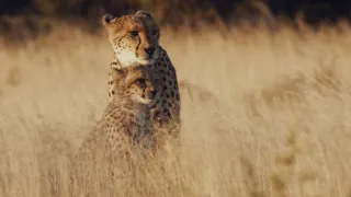 Pozoruhodná gepardí rodinka (3/3)