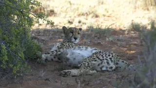 Pozoruhodná gepardí rodinka (3/3)