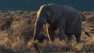 Pozoruhodná gepardí rodinka (3/3)
