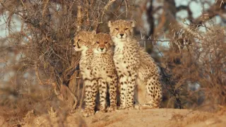 Pozoruhodná gepardí rodinka (3/3)