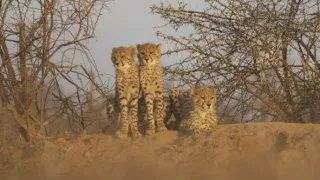 Pozoruhodná gepardí rodinka (3/3)