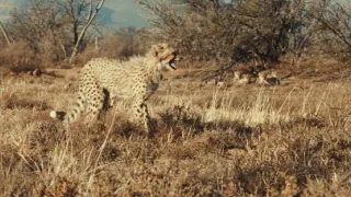 Pozoruhodná gepardí rodinka (3/3)