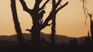 Pozoruhodná gepardí rodinka (3/3)