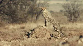 Pozoruhodná gepardí rodinka (3/3)