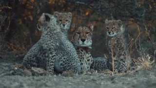 Pozoruhodná gepardí rodinka (3/3)