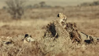 Pozoruhodná gepardí rodinka (3/3)