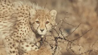 Pozoruhodná gepardí rodinka (3/3)