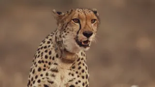 Pozoruhodná gepardí rodinka (3/3)