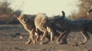 Pozoruhodná gepardí rodinka (3/3)