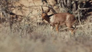 Pozoruhodná gepardí rodinka (3/3)