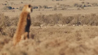 Pozoruhodná gepardí rodinka (3/3)