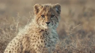 Pozoruhodná gepardí rodinka (3/3)