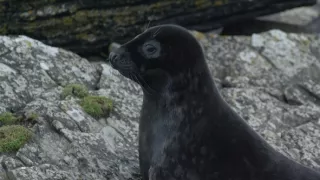 Tulene kužeľozubé na novej životnej púti