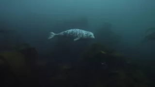 Tulene kužeľozubé na novej životnej púti