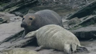 Tulene kužeľozubé na novej životnej púti