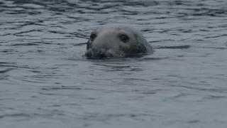Tulene kužeľozubé na novej životnej púti