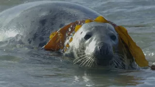 Tulene kužeľozubé na novej životnej púti
