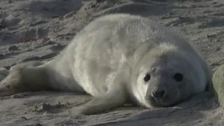 Tulene kužeľozubé na novej životnej púti
