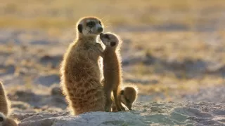 Zázračná planeta: Dynastie II (1/6)