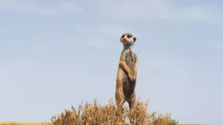 Zázračná planeta: Dynastie II (1/6)