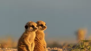 Zázračná planeta: Dynastie II (1/6)