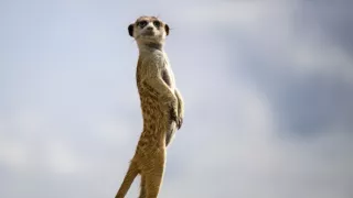 Zázračná planeta: Dynastie II (1/6)