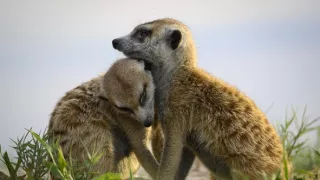 Zázračná planeta: Dynastie II (1/6)