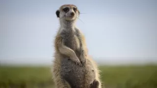 Zázračná planeta: Dynastie II (1/6)