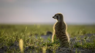 Zázračná planeta: Dynastie II (1/6)