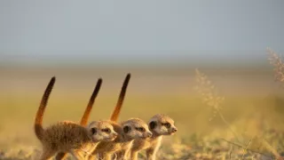 Zázračná planeta: Dynastie II (1/6)