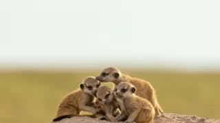 Zázračná planeta: Dynastie II (1/6)