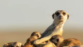 Zázračná planeta: Dynastie II (1/6)